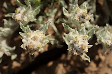 APII jpeg image of Gnaphalium diamantinense  © contact APII