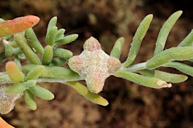 APII jpeg image of Dissocarpus biflorus var. cephalocarpus  © contact APII