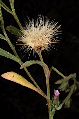 APII jpeg image of Streptoglossa adscendens  © contact APII