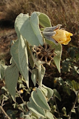 APII jpeg image of Abutilon calliphyllum  © contact APII