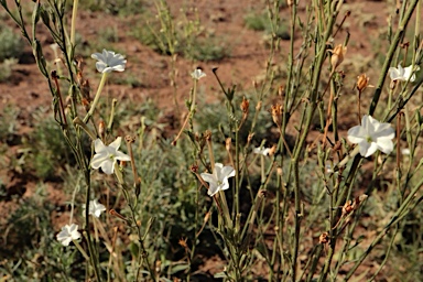 APII jpeg image of Nicotiana simulans  © contact APII
