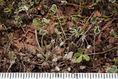 APII jpeg image of Marsilea costulifera  © contact APII