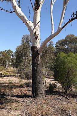 APII jpeg image of Eucalyptus cambageana  © contact APII