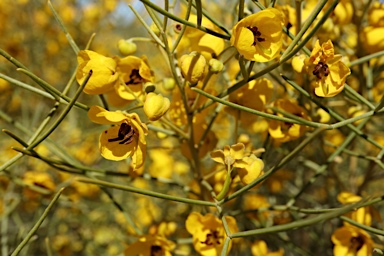 APII jpeg image of Senna artemisioides subsp. zygophylla  © contact APII