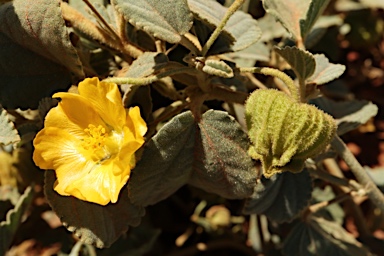 APII jpeg image of Sida platycalyx  © contact APII