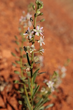 APII jpeg image of Lepidium phlebopetalum  © contact APII