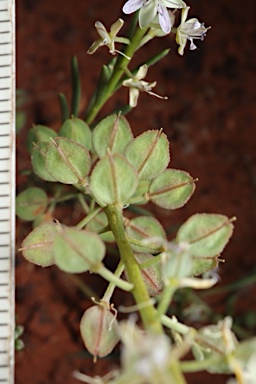 APII jpeg image of Lepidium phlebopetalum  © contact APII