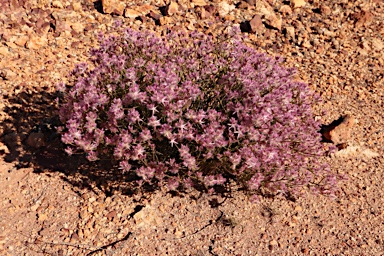 APII jpeg image of Ptilotus remotiflorus  © contact APII