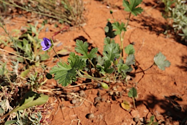 APII jpeg image of Erodium carolinianum  © contact APII