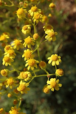 APII jpeg image of Senecio depressicola  © contact APII