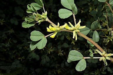 APII jpeg image of Trigonella suavissima  © contact APII