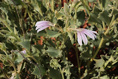 APII jpeg image of Scaevola parvibarbata  © contact APII