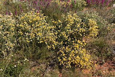 APII jpeg image of Rhodanthe moschata  © contact APII