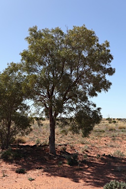 APII jpeg image of Atalaya hemiglauca  © contact APII