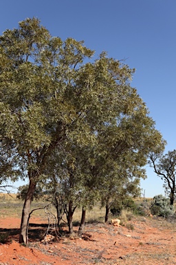 APII jpeg image of Atalaya hemiglauca  © contact APII