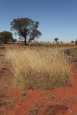 APII jpeg image of Triodia basedowii  © contact APII