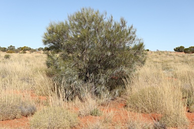 APII jpeg image of Grevillea stenobotrya  © contact APII
