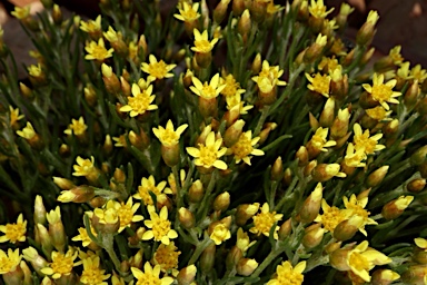 APII jpeg image of Schoenia ramosissima  © contact APII