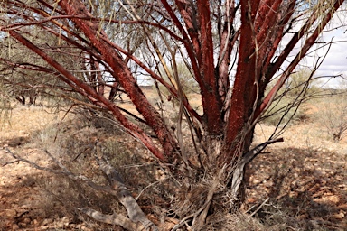 APII jpeg image of Acacia cyperophylla  © contact APII