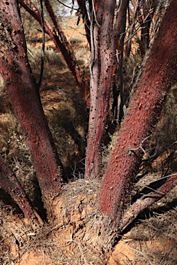 APII jpeg image of Acacia cyperophylla  © contact APII