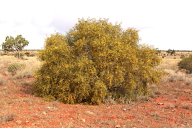 APII jpeg image of Acacia ligulata  © contact APII