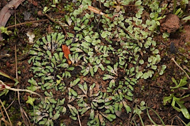 APII jpeg image of Riccia inflexa  © contact APII