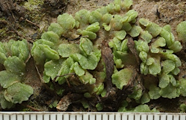 APII jpeg image of Riccia crystallina  © contact APII