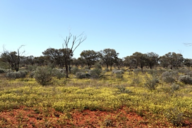 APII jpeg image of Velleia glabrata  © contact APII