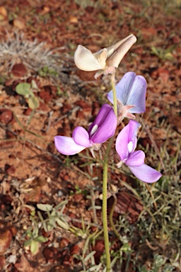 APII jpeg image of Swainsona phacoides  © contact APII