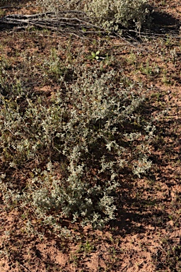 APII jpeg image of Atriplex limbata  © contact APII