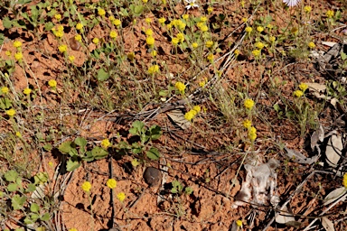 APII jpeg image of Millotia greevesii subsp. greevesii  © contact APII