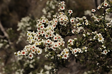 APII jpeg image of Micromyrtus hexamera  © contact APII