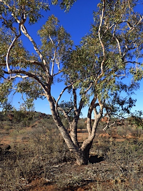 APII jpeg image of Corymbia terminalis  © contact APII