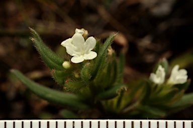 APII jpeg image of Buglossoides arvensis  © contact APII