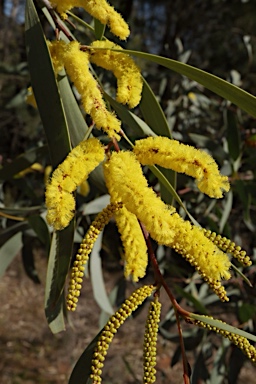 APII jpeg image of Acacia cheelii  © contact APII