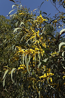 APII jpeg image of Acacia cheelii  © contact APII