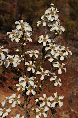 APII jpeg image of Gaudium parvifolium  © contact APII