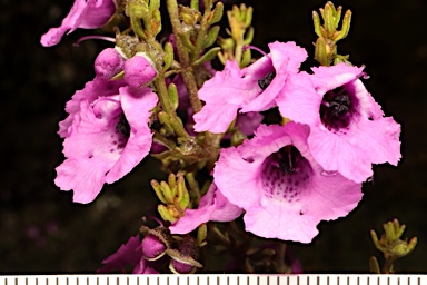 APII jpeg image of Prostanthera howelliae  © contact APII