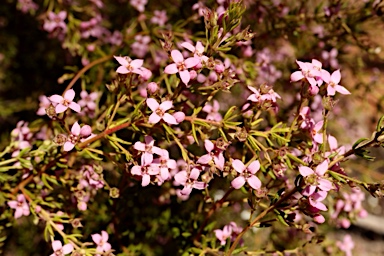 APII jpeg image of Zieria aspalathoides subsp. aspalathoides  © contact APII