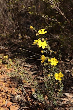 APII jpeg image of Hibbertia riparia  © contact APII