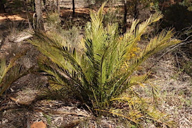 APII jpeg image of Macrozamia polymorpha  © contact APII