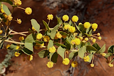 APII jpeg image of Acacia sertiformis  © contact APII