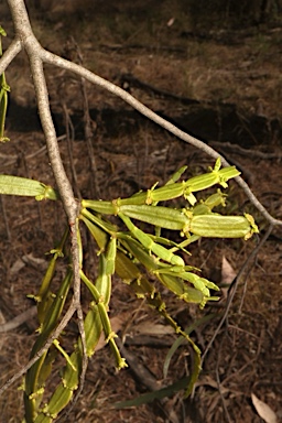 APII jpeg image of Korthalsella rubra subsp. geijericola  © contact APII