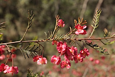 APII jpeg image of Dodonaea sinuolata subsp. sinuolata  © contact APII