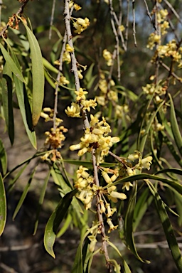 APII jpeg image of Pittosporum angustifolium  © contact APII