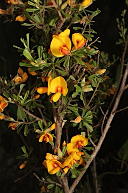 APII jpeg image of Pultenaea cuneata  © contact APII
