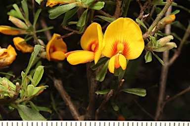 APII jpeg image of Pultenaea cuneata  © contact APII