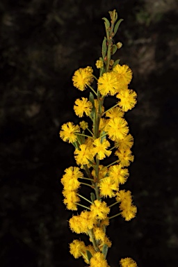 APII jpeg image of Acacia lineata  © contact APII