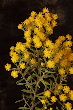 APII jpeg image of Acacia lineata  © contact APII