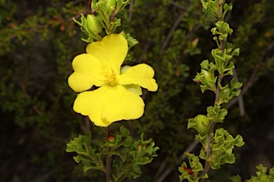 APII jpeg image of Hibbertia circumdans  © contact APII